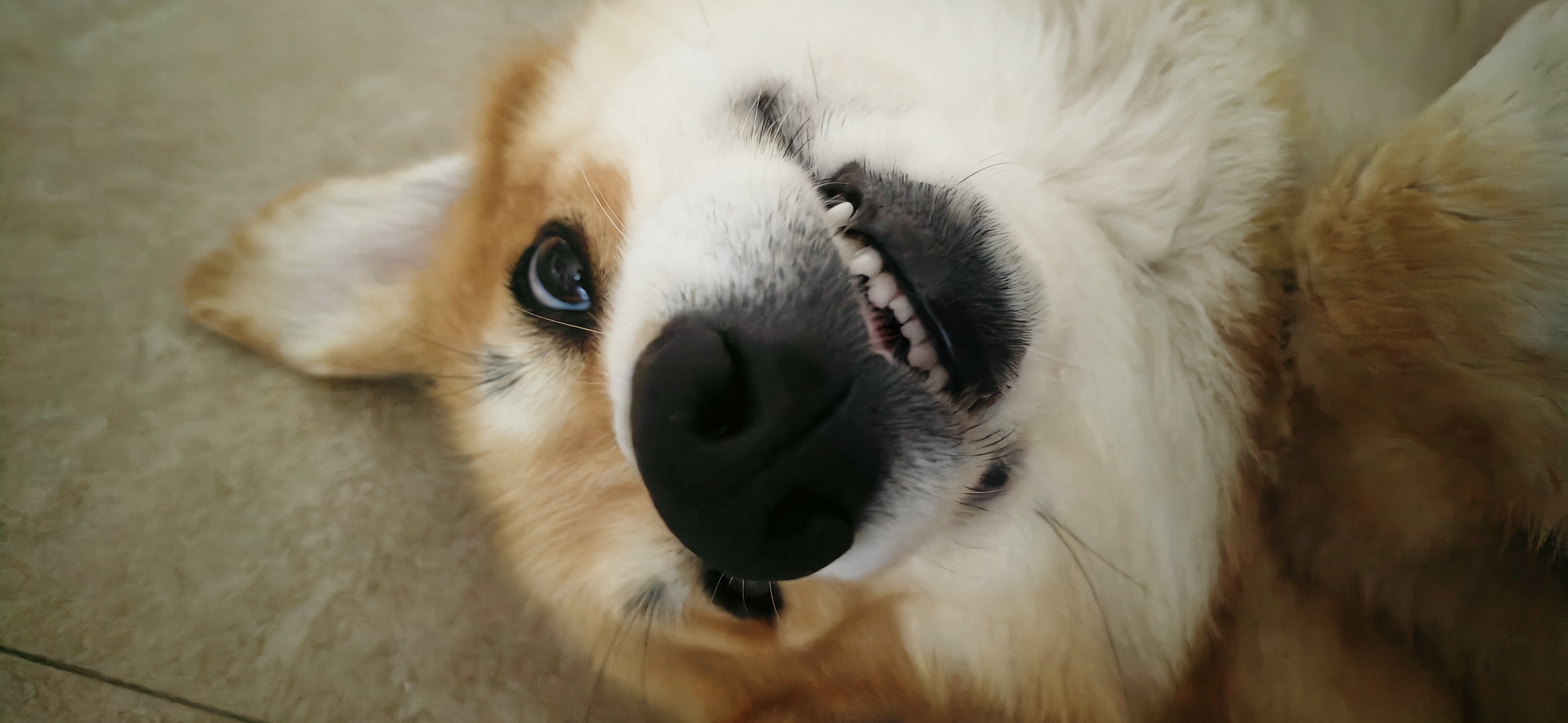 Фото питомца: корги Смайл улыбается