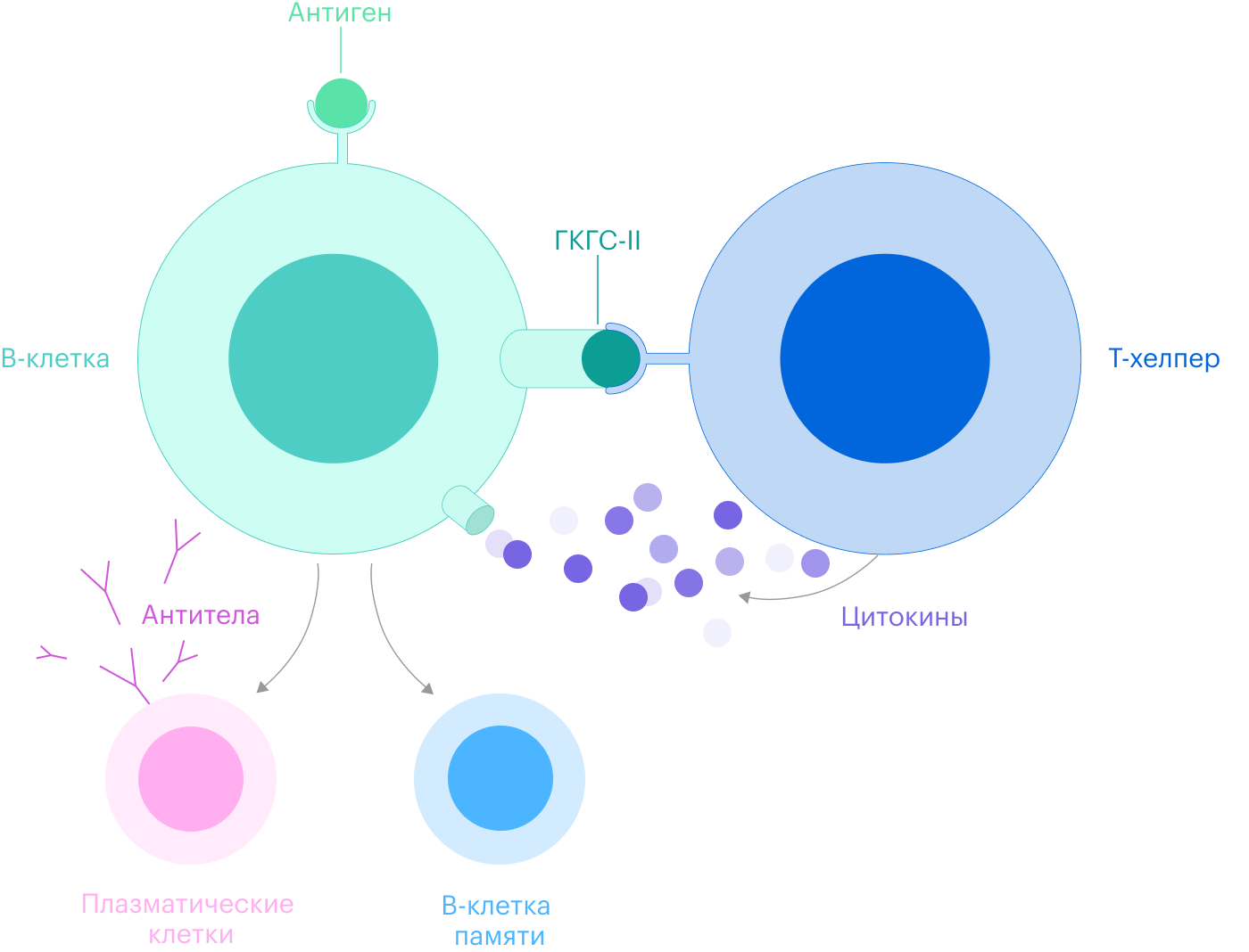 Т-хелпер связывается с В⁠-⁠клеткой, цепляясь за специальный белок, — главный комплекс гистосовместимости второго класса, ГКГС⁠-⁠II. Затем Т⁠-⁠хелпер выпускает цитокины — сигнальные химические вещества, которые активируют В⁠-⁠клетку и запускают процесс ее клонирования. В⁠-⁠клетка начинает делиться и дает начало плазматическим В-лимфоцитам, которые создают антитела, и В⁠-⁠клеткам памяти
