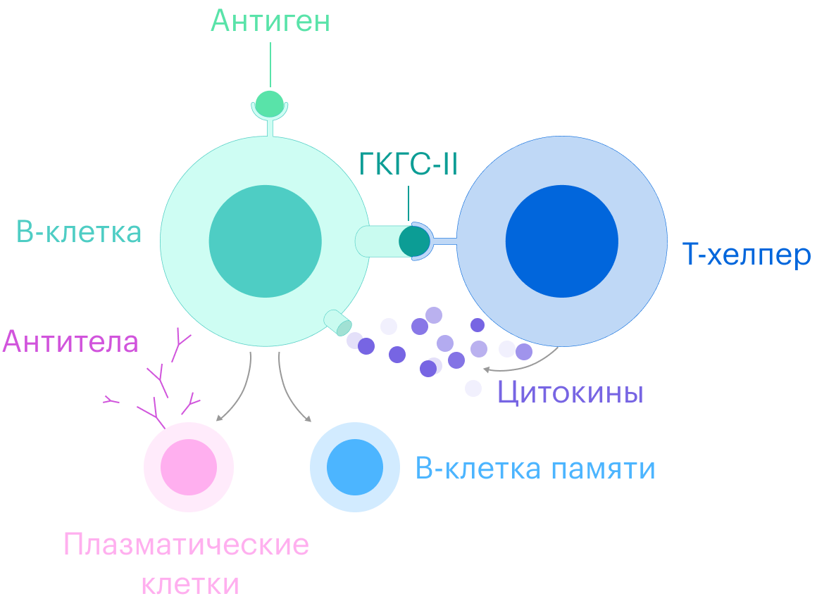 Т-хелпер связывается с В⁠-⁠клеткой, цепляясь за специальный белок — главный комплекс гистосовместимости II класса, ГКГС⁠-⁠II. Затем Т⁠-⁠хелпер выпускает цитокины — сигнальные химические вещества, которые активируют В⁠-⁠клетку и запускают процесс ее клонирования. В⁠-⁠клетка начинает делиться и дает начало плазматическим В⁠-⁠лимфоцитам, которые создают антитела, и В⁠-⁠клеткам памяти, которые помогают плазматическим клеткам моделировать обновленные антитела к коронавирусу
