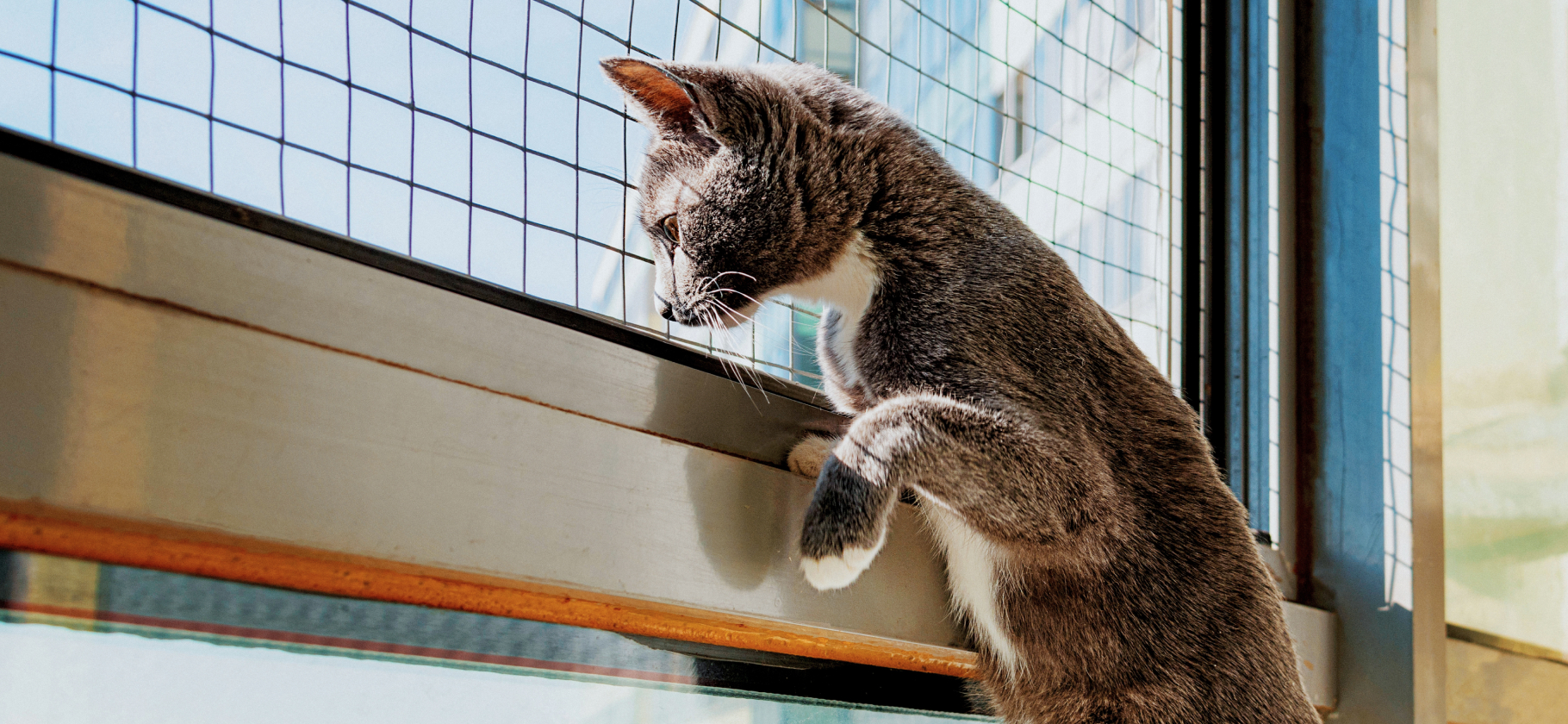 «Если что — кошачья судьба будет печаль­ной»: 4 способа не дать коту выпасть из окна