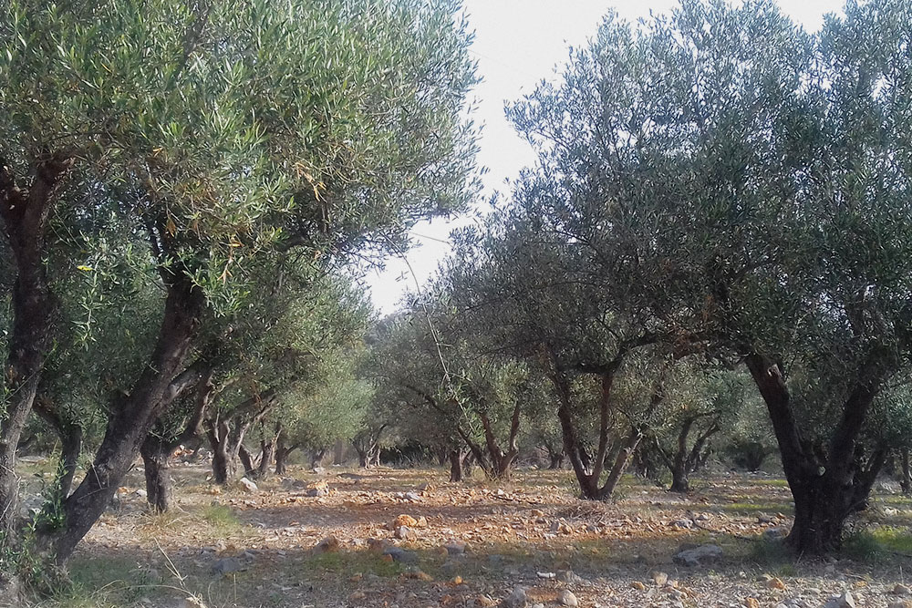 Критские оливки — из них получается одно из самых лучших масел в мире