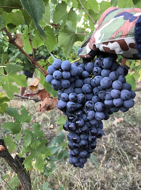 Люблю бывать на винодельнях. Когда получается, участвую в сборе винограда. В 2020 году была на Uppa Winery. На фото — прекрасная барбера