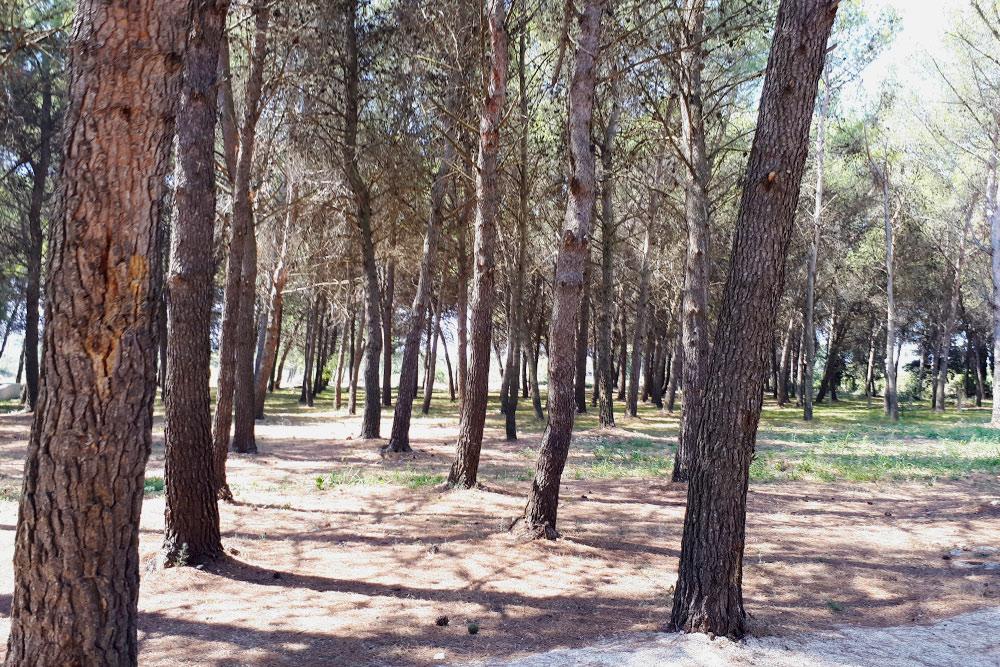 Лес у Вранского озера — красивые сосны стоят рядами