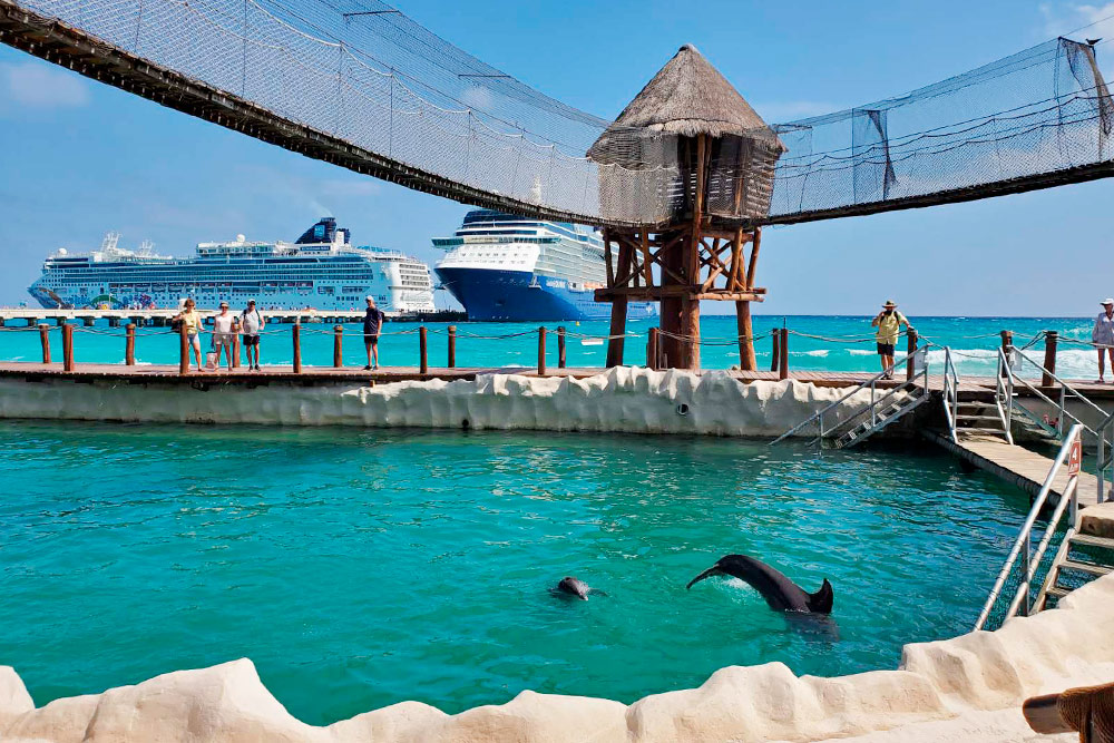 Рядом с портом в Коста⁠-⁠Майя есть бассейн, где можно поплавать с дельфинами за 40 $. Мне их было жалко — я считаю, что животные должны жить в естественной среде