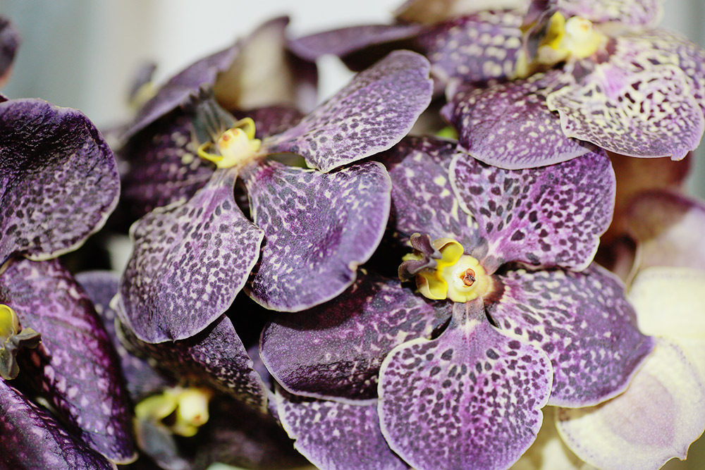 Это орхидея «ванда», изначально этот цветок произрастал в Юго-Западной Азии, Индонезии, Австралии. Фото: Ксения Колесникова
