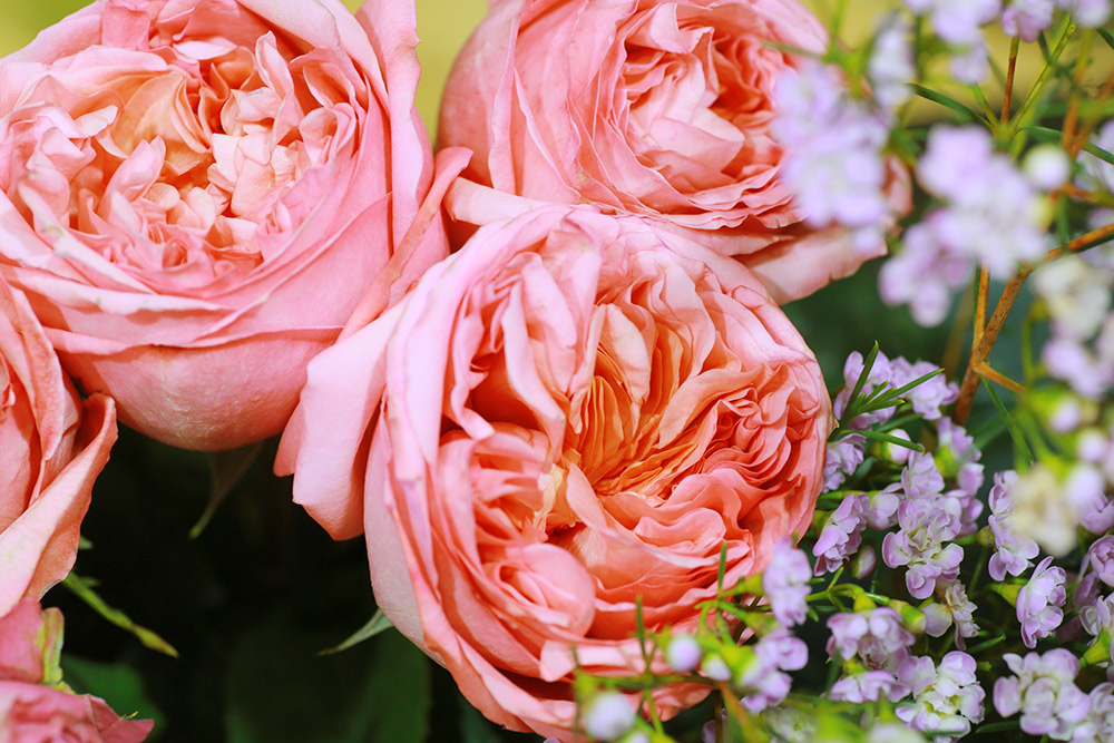 Роза «пинк пиано», относится к чайно-гибридным розам. Фото: Ксения Колесникова