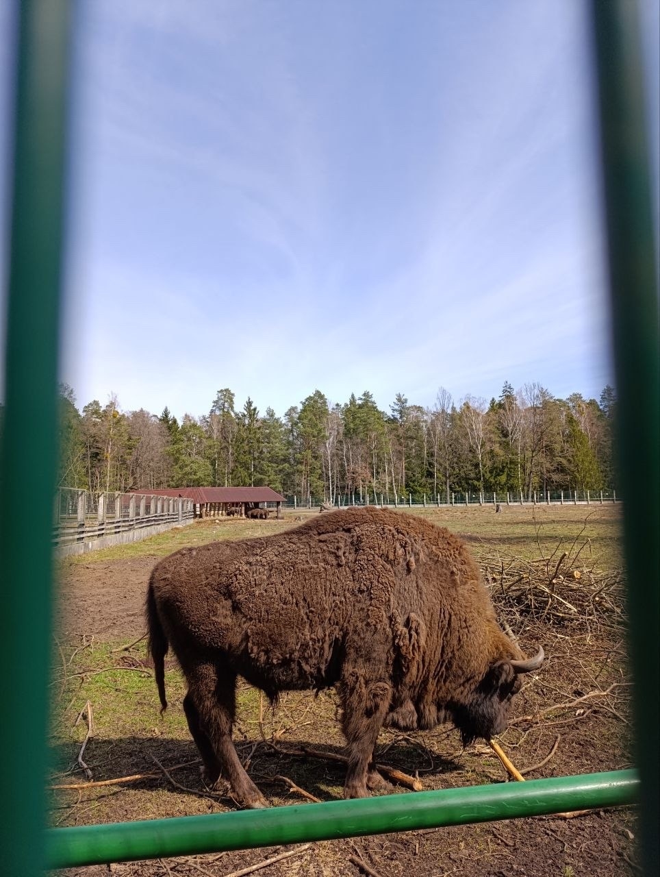 Зубры)