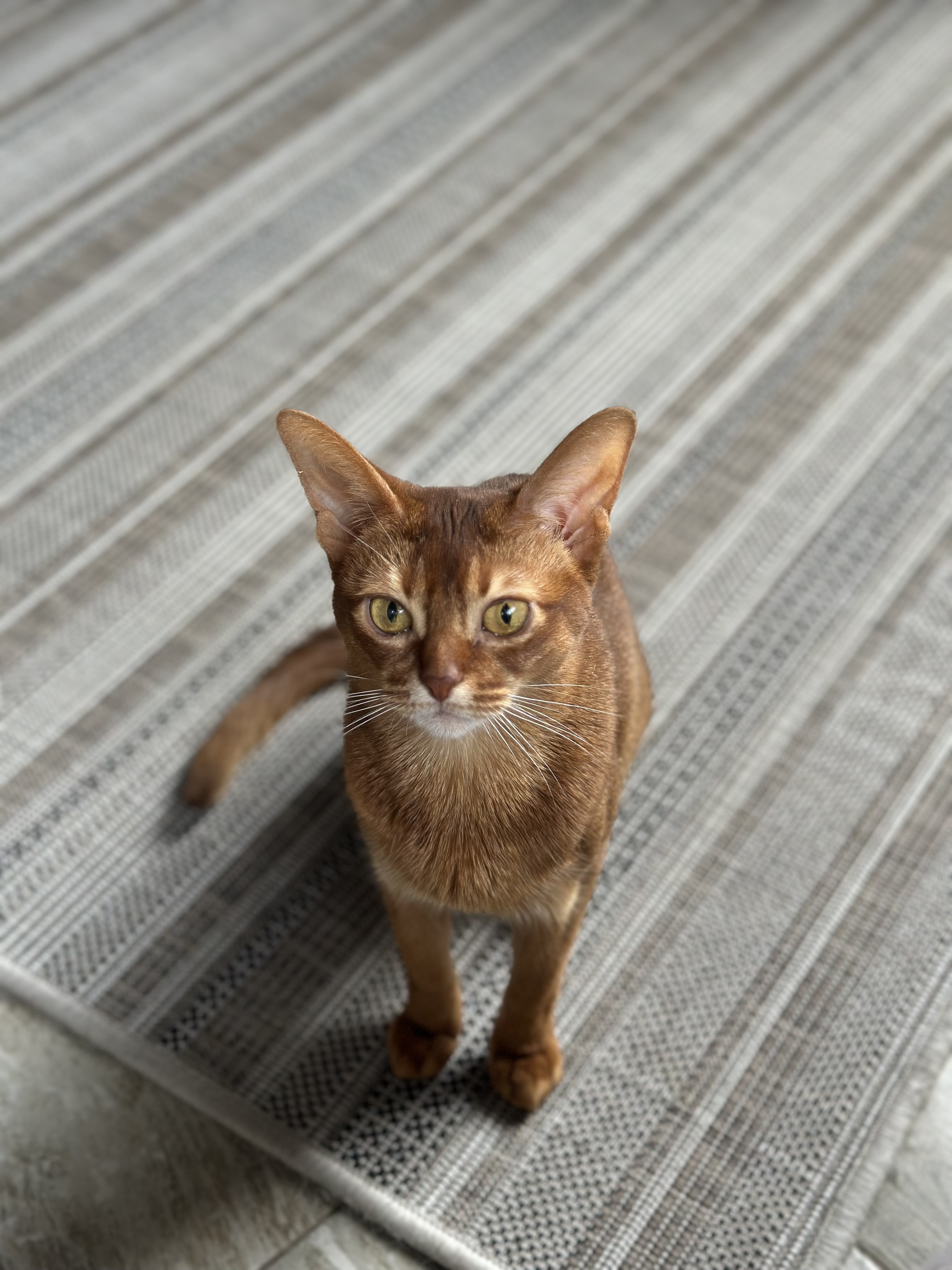 Она хотела стать звездой, и стала ей