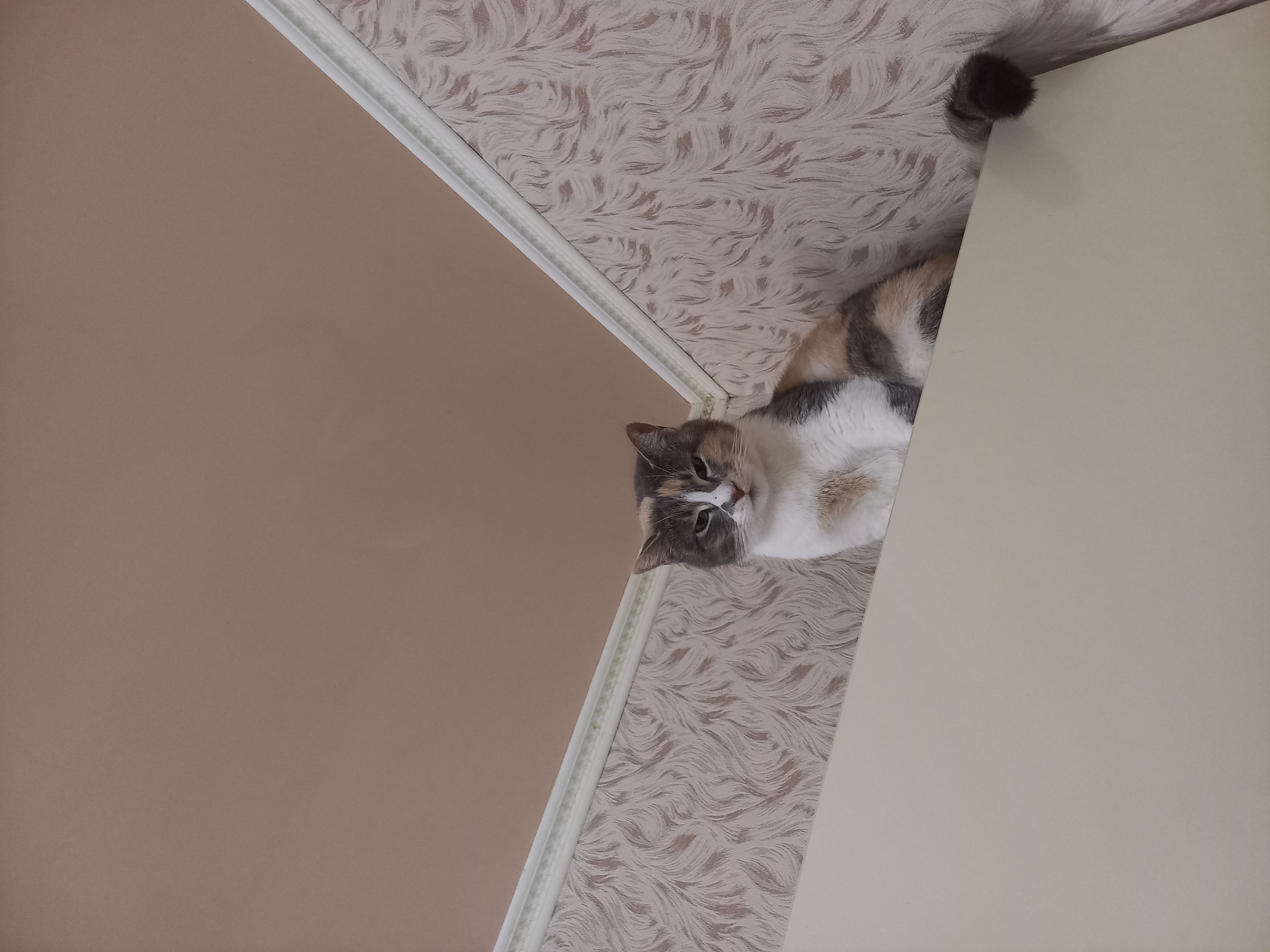 Шанель замерзла даже в своей меховой шубке и забралась на верх кухонного гарнитура