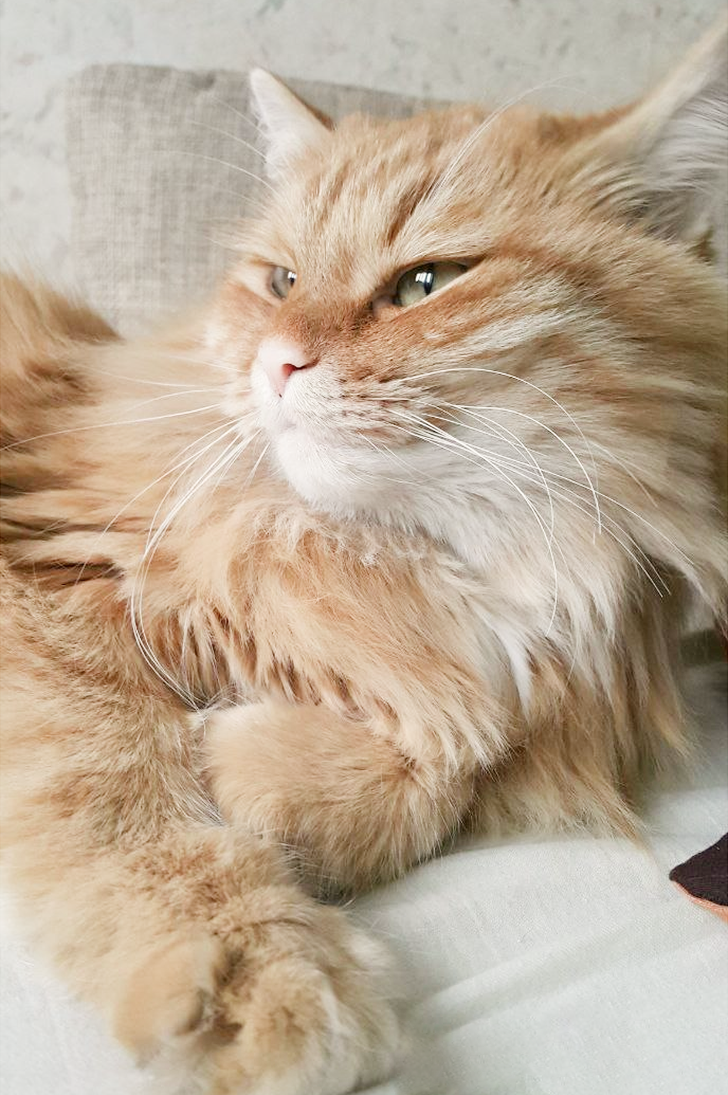 Лев до операции