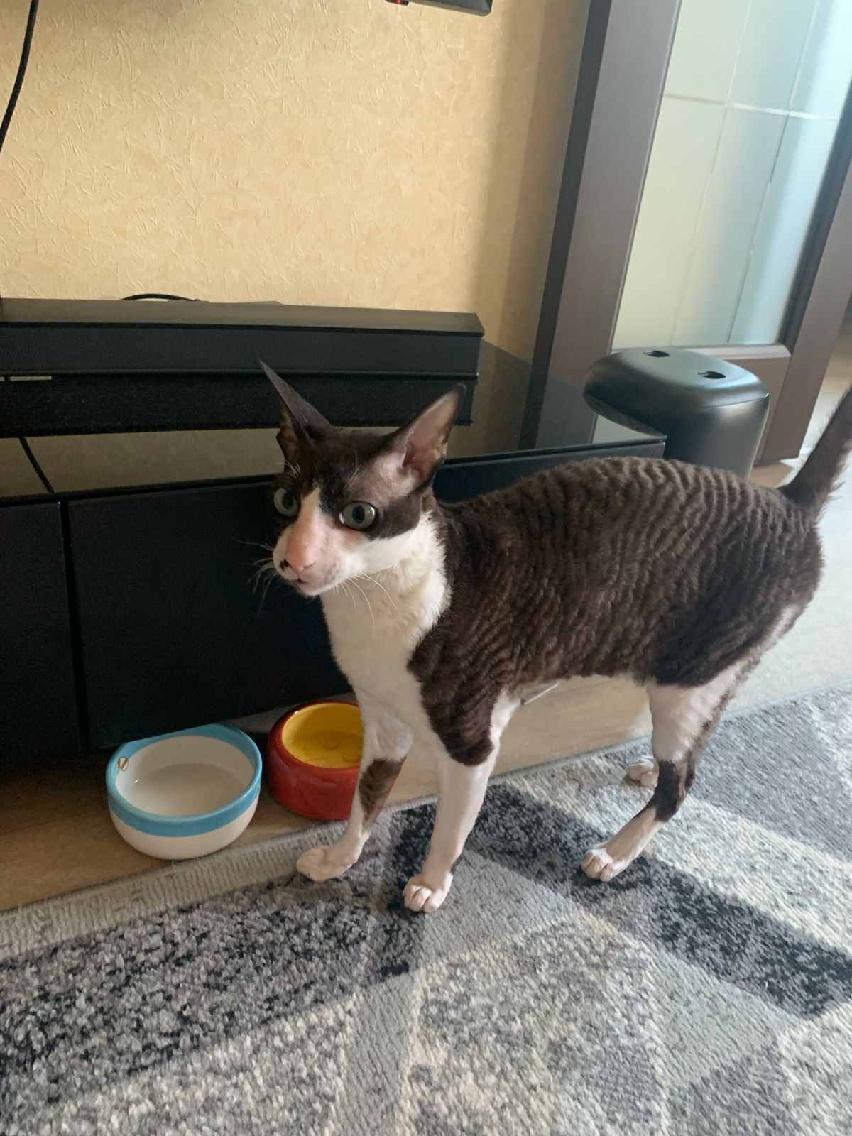 Фото питомца: кот Гермес требует добавки