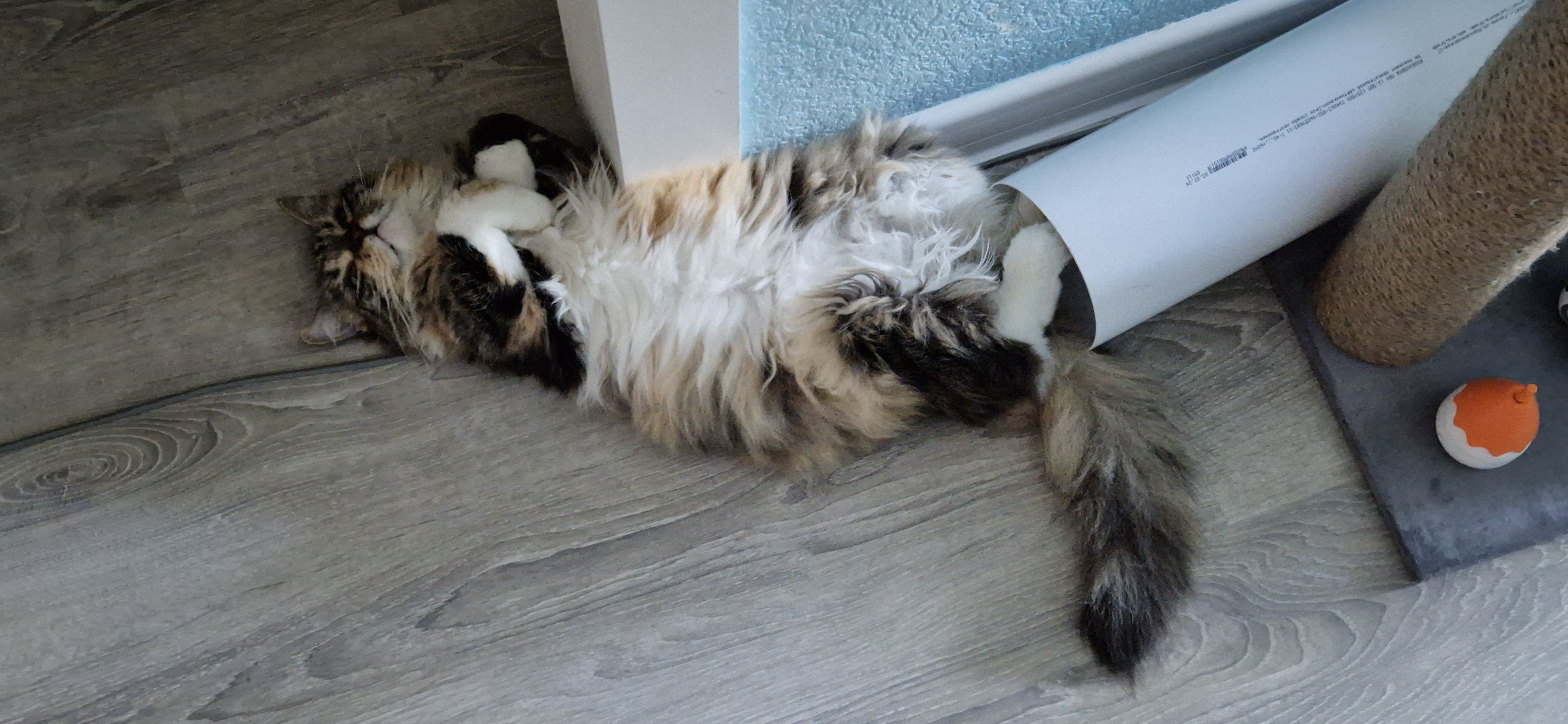 Фото питомца: кошка Жужка притворяется приличной