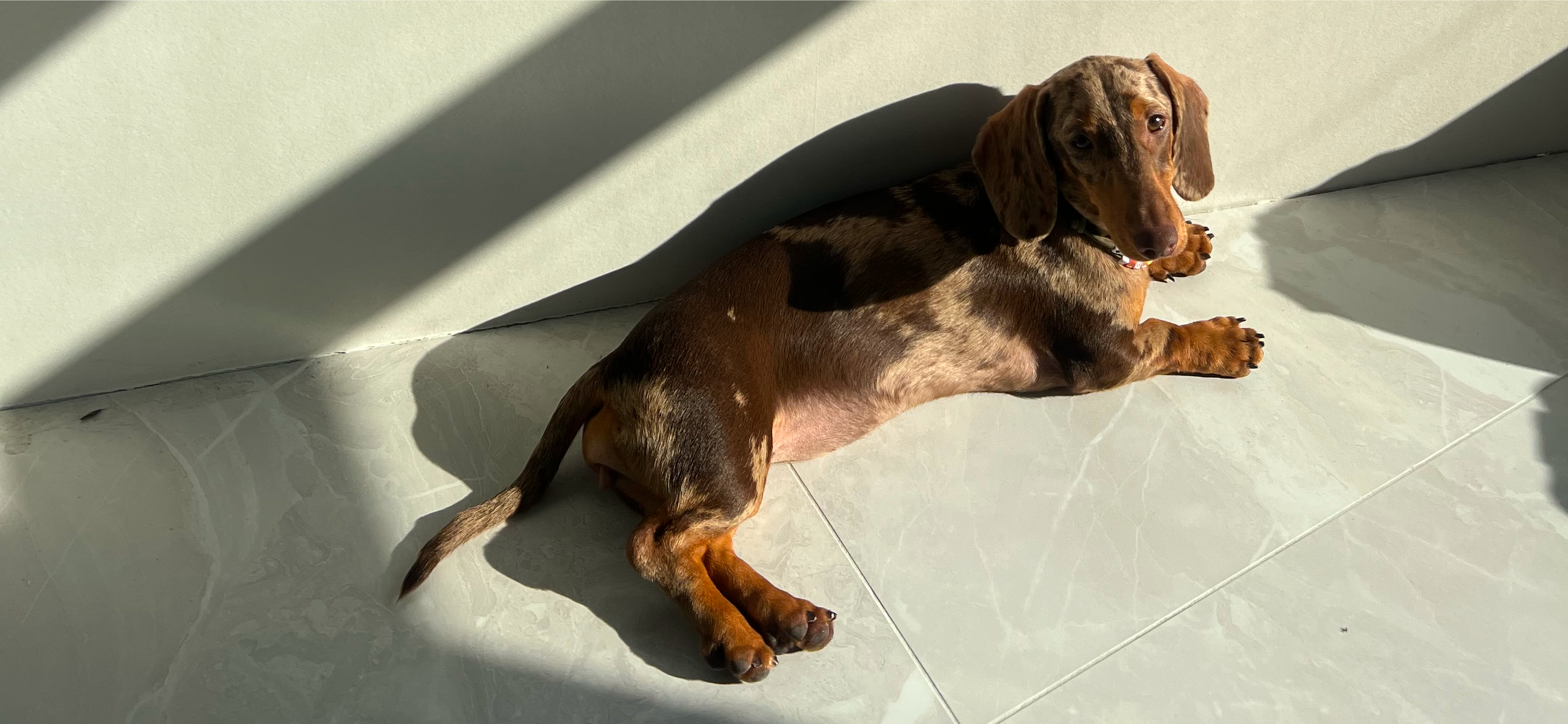 Фото питомца: такса Моника загорает