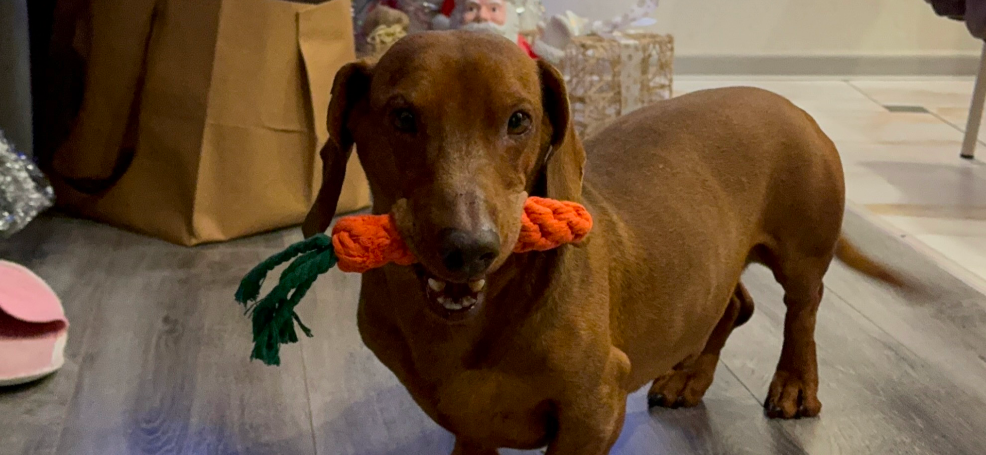 Фото питомца: такса улыбается