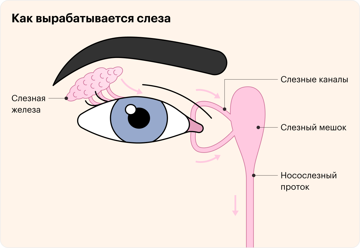 Выше внешнего угла каждого глаза расположена слезная железа, которая вырабатывает слезу. Также есть добавочные слезные железы — они находятся с внутренней стороны век. Слеза очищает глаз, тем самым защищая его от воспаления, и затем собирается во внутреннем уголке глаза. Здесь есть два небольших протока, по которым слеза поступает в слезный мешок, а из него, по носо⁠-⁠слезному протоку, в носовую полость