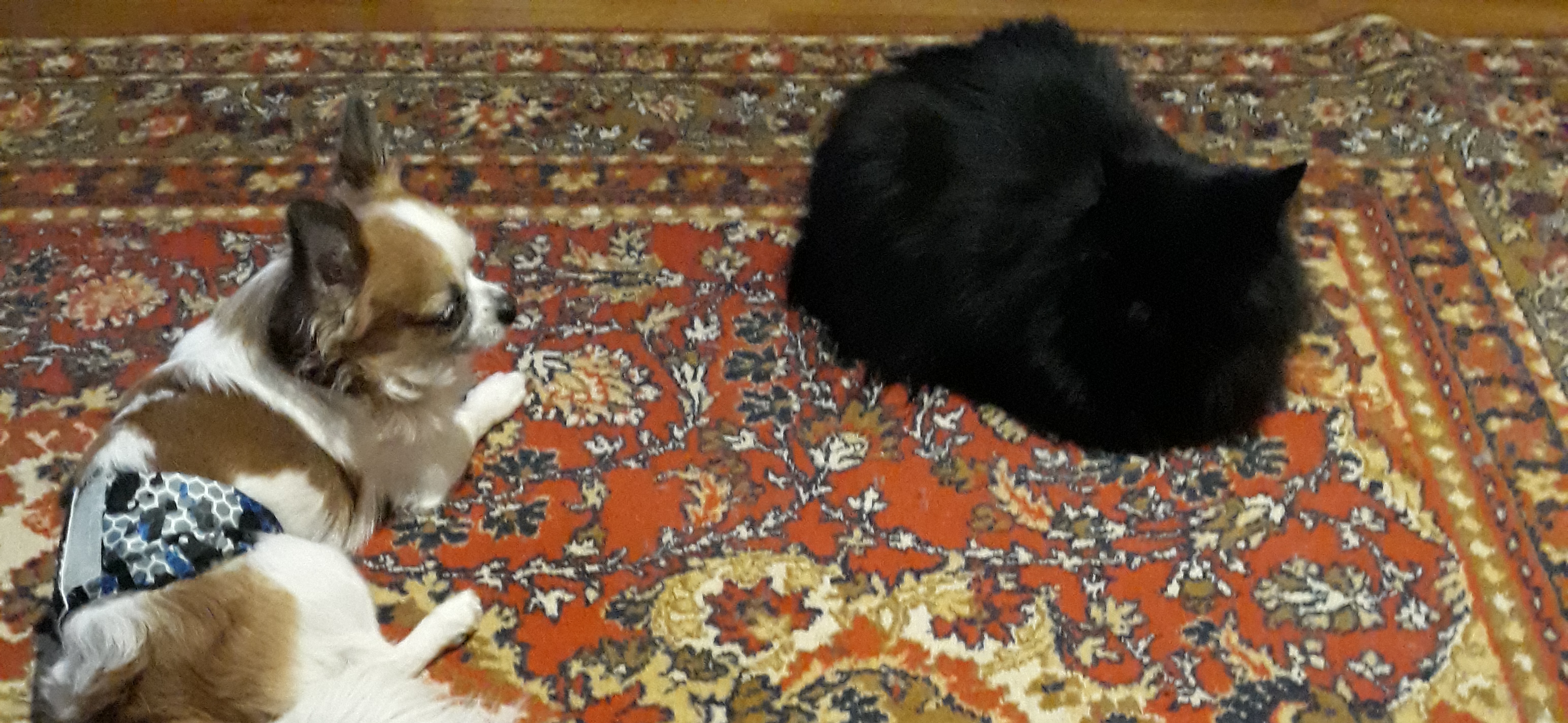 Фото питомца: пес Пикачу и кот Пепси отдыхают на ковре