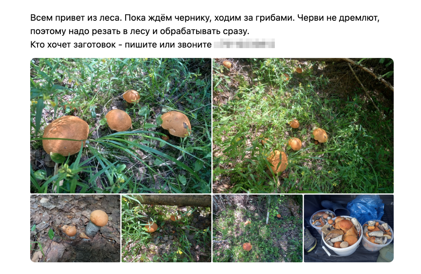 Магазинчик во «Вконтакте» выкладывает фото из леса: вот грибы растут, а вот их собрали и поставили в машину. Фото реалистичные — скорее всего, это правда. Источник: сообщество в vk.com