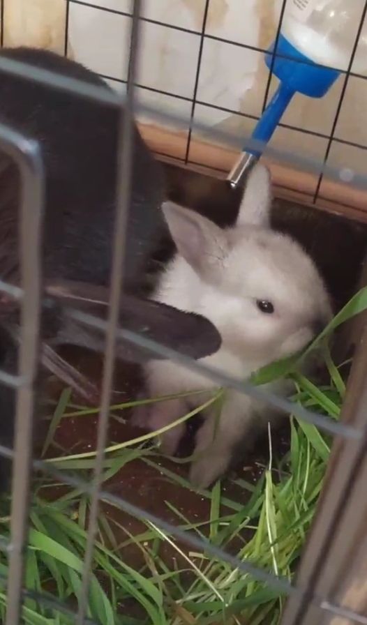 Наши крольчата