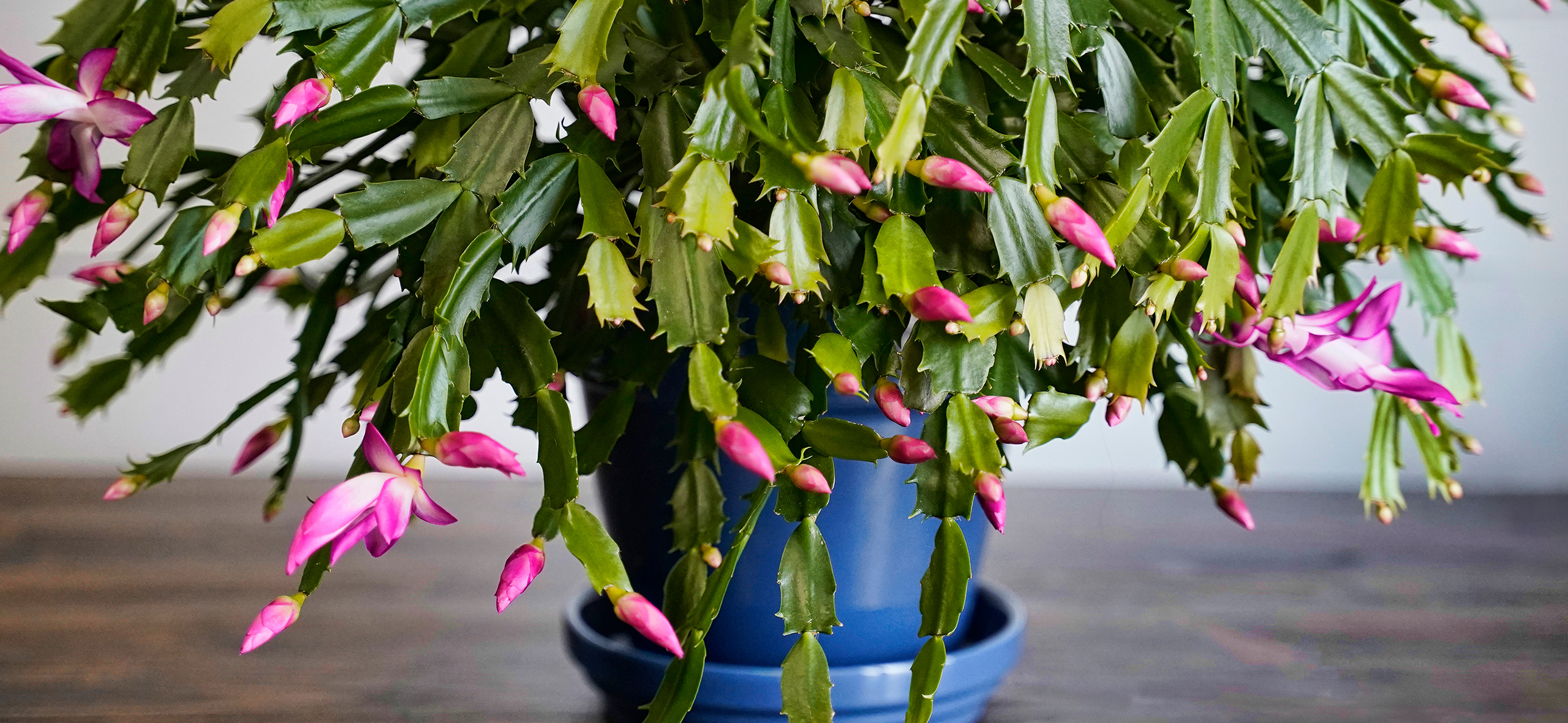 Как заставить декабрист обильно цвести