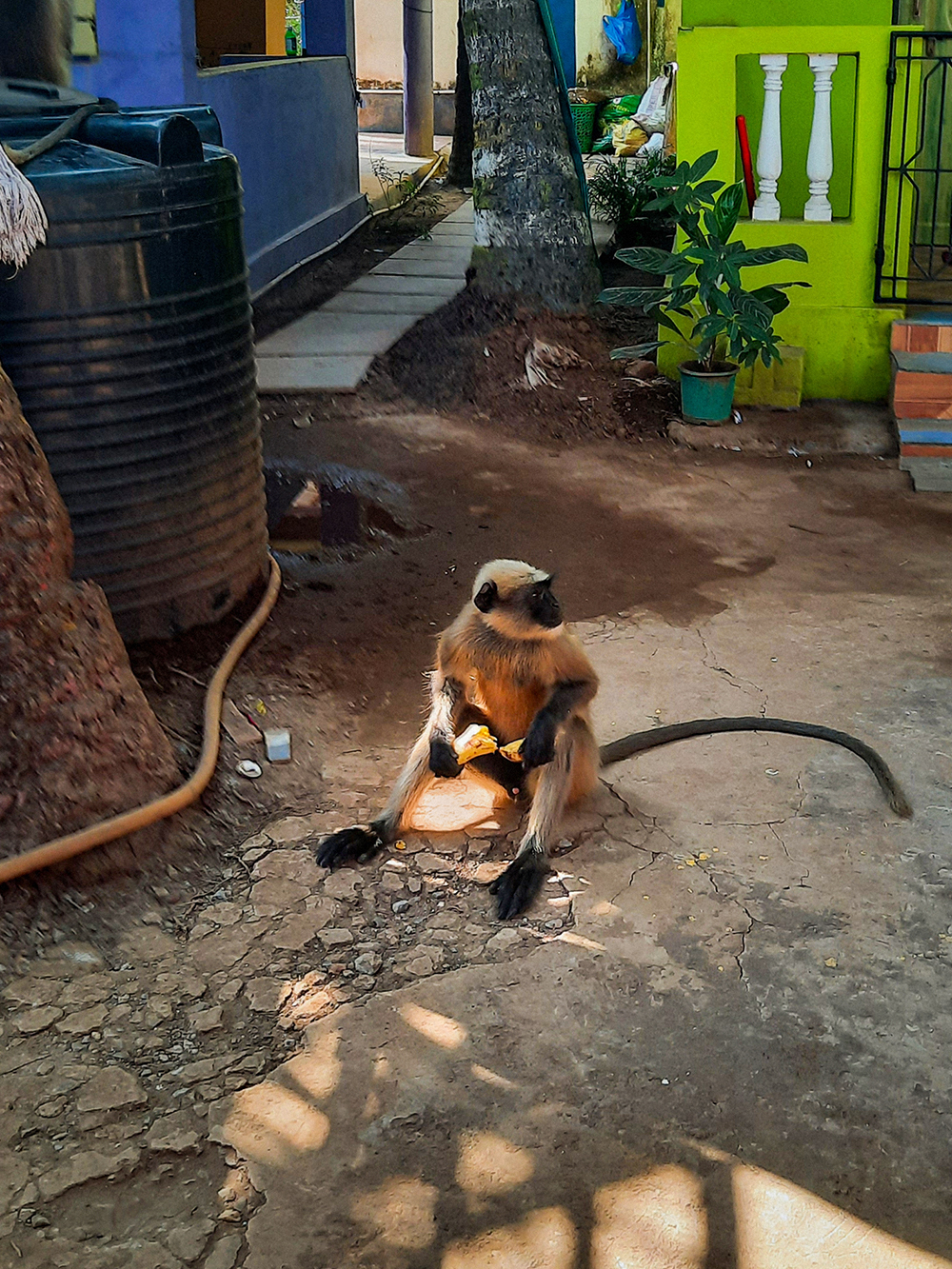 Однажды обезьяны пришли попрошайничать, скормил им килограмм бананов