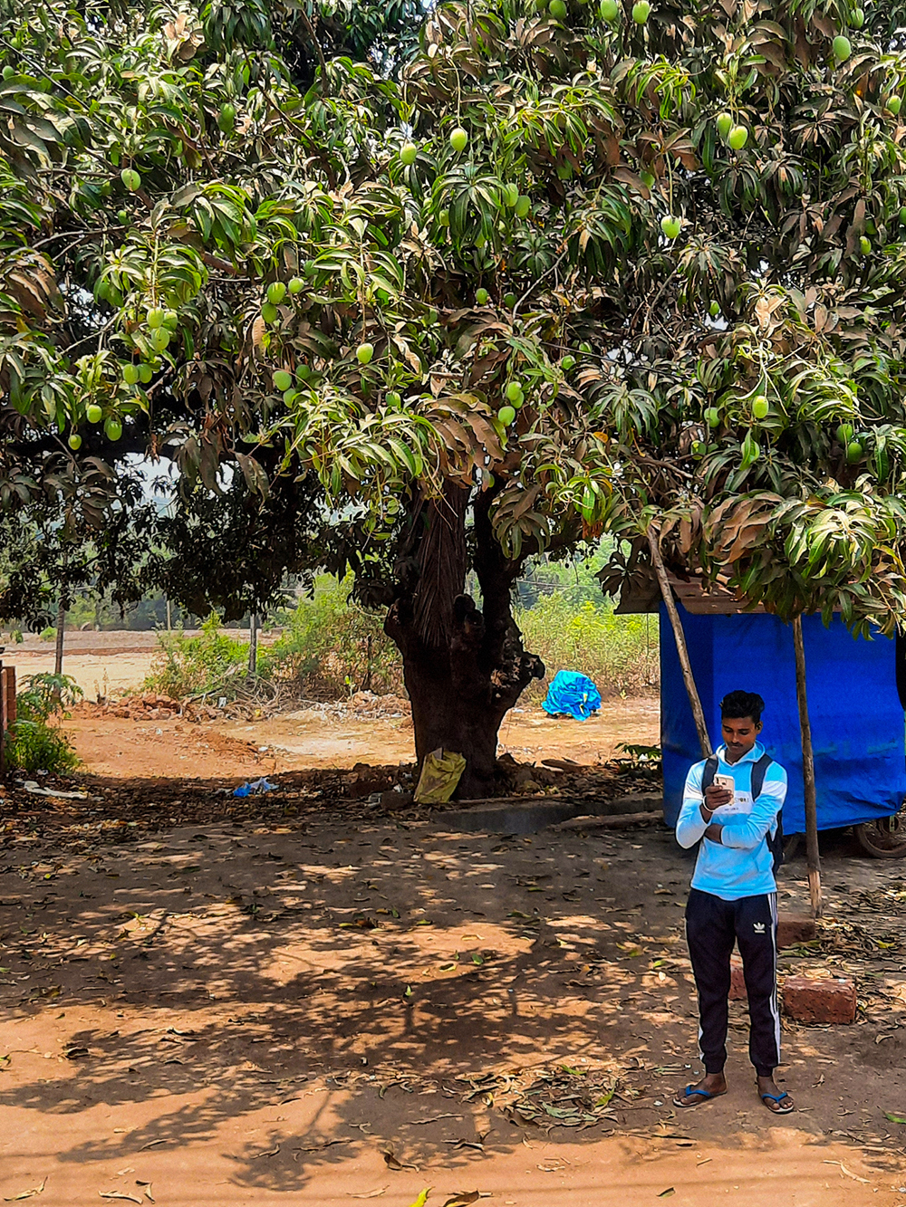 Сейчас в Гоа сезон манго — фрукт можно найти по 70 RP (67,9 ₽) за килограмм или сходить в лес и нарвать самому