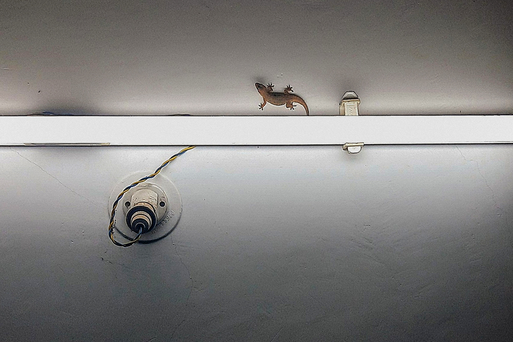 На прощание — домашнее животное геккончик