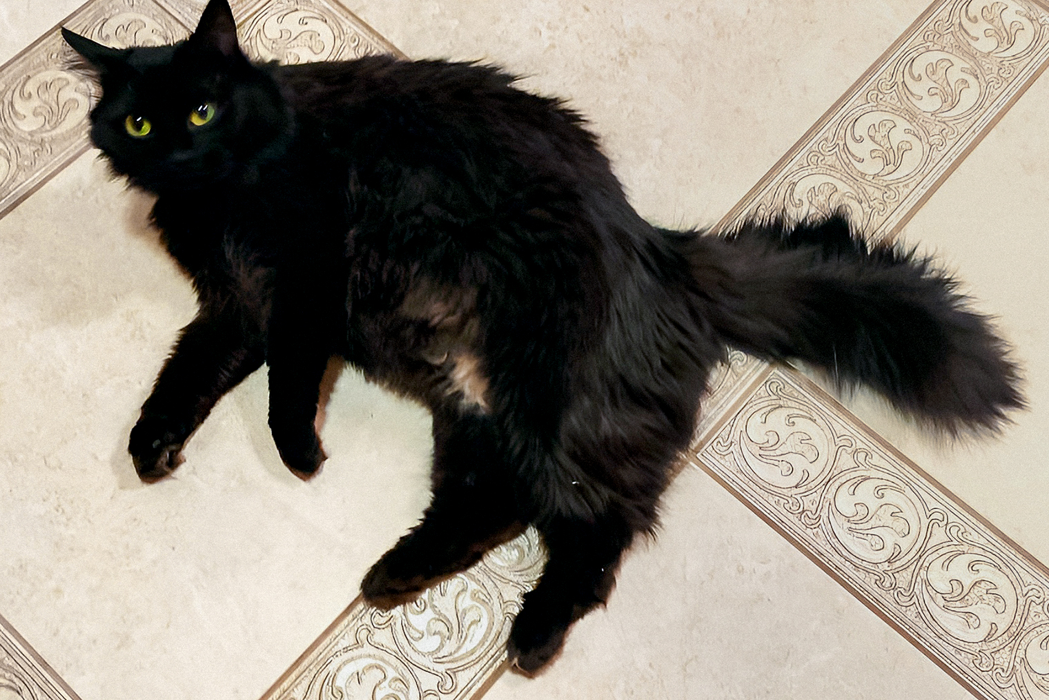 А Люся любит лежать на подогреваемом полу на кухне, когда рядом только избранные человеки и нет посторонних людей и кошек