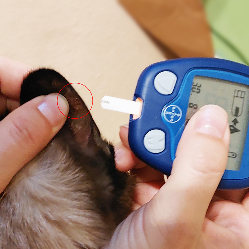 Для замера глюкозы подносим глюкометр с тест⁠-⁠полоской к капле крови