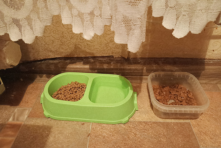 Утром кот обычно ест влажный корм, а сухой оставляет на день и вечер