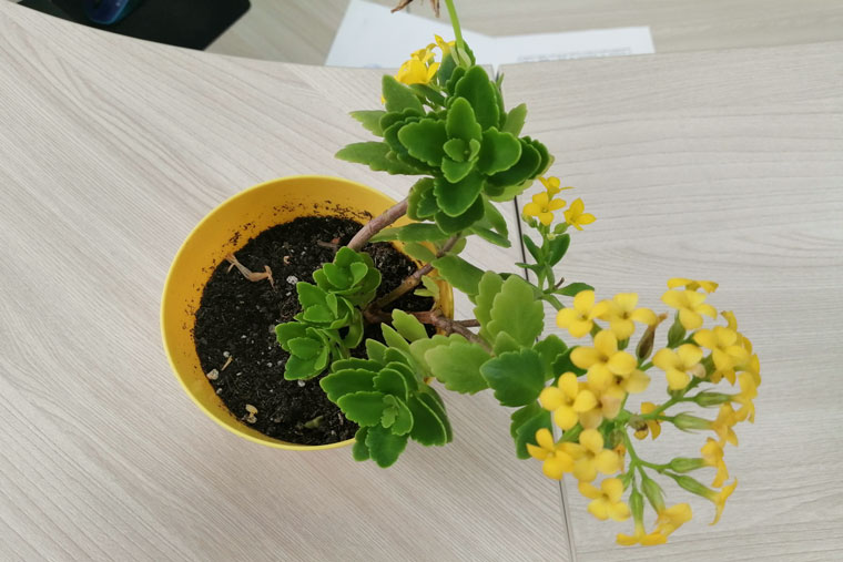 Этот цветок мне подарила коллега. Сказала, что он такое же солнышко, как и я. Цветок идеально вписался в рабочее пространство. А еще желтый — мой любимый цвет!
