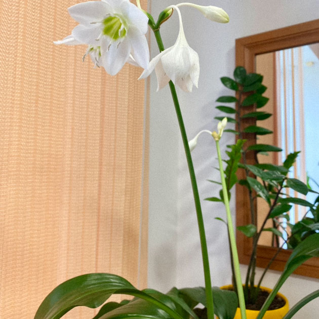 Растения у нас в офисе