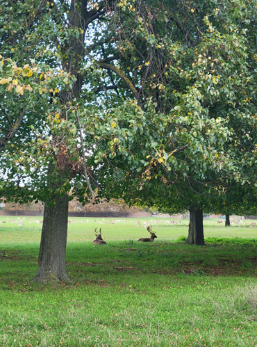 Парк «Хэмптон-корт». В парке свободно гуляет целое стадо оленей. Я никогда не видела их в таком количестве. В Лондоне несколько подобных парков