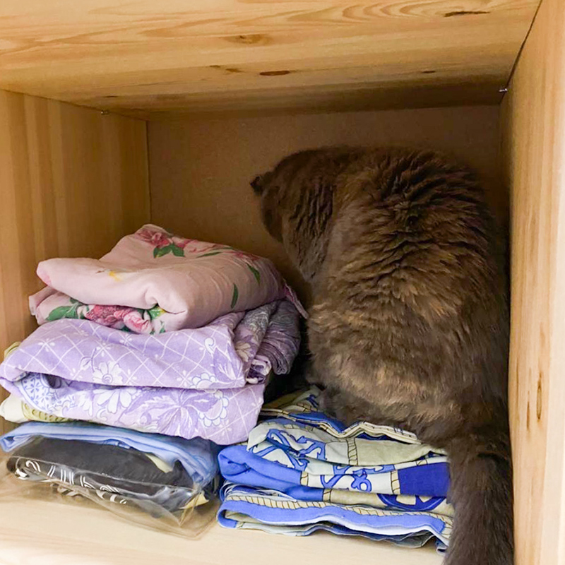 Кошка утром забралась на полку с бельем в гардеробной, а слезть сама уже не смогла — сидела и звала на помощь