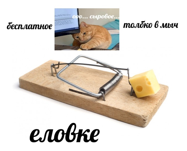 Мемы про котов