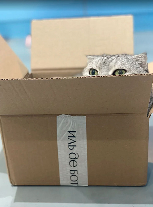 Наша кошка любит коробки