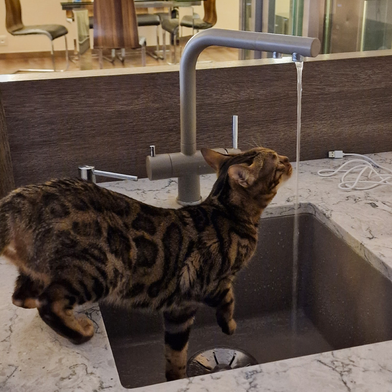 Фоток за сегодня почти нет, но вот вам кошка, которая отрицает миски и пьет только из раковин и фонтанов. «Да, мне *****ц как удобно» © Кейт