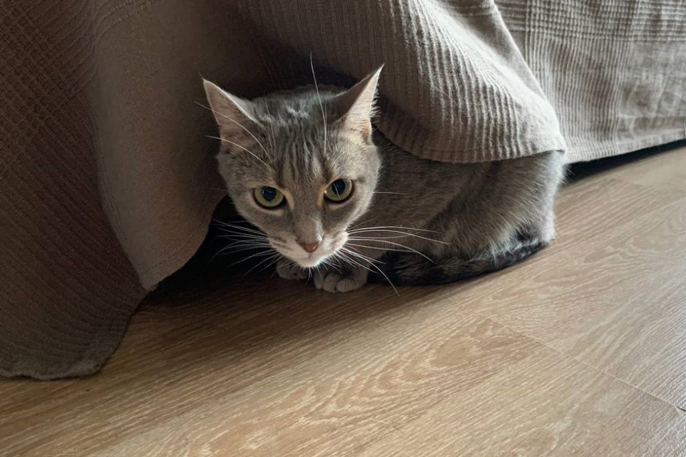 Кот нашел новое развлечение — прячется за краем покрывала и ползает под ним вдоль дивана, пытаясь что⁠-⁠то поймать. Иногда выглядывает на нас и мяукает, прячется обратно