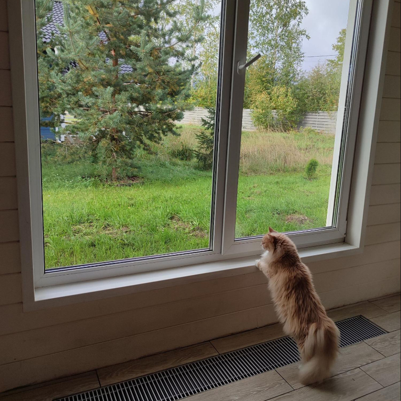 Вид из окна кухни и, конечно же, кот