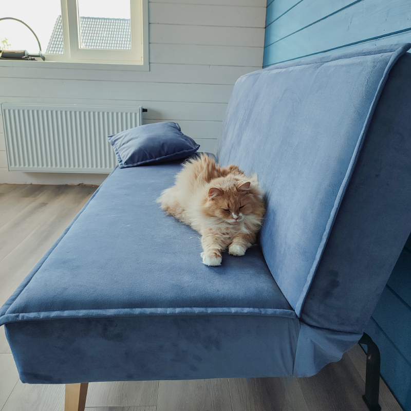 Новый диван оценила кошка