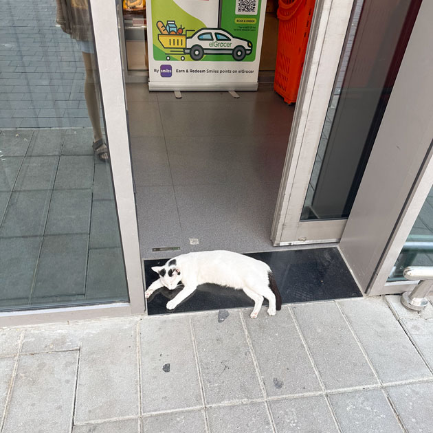 Прямо в дверях спит кот: шерстяной явно прознал, что из магазина дует холодный воздух