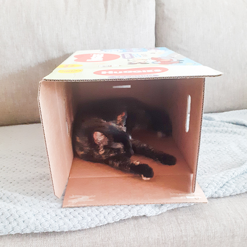 Кошка спит в коробке из⁠-⁠под подгузников