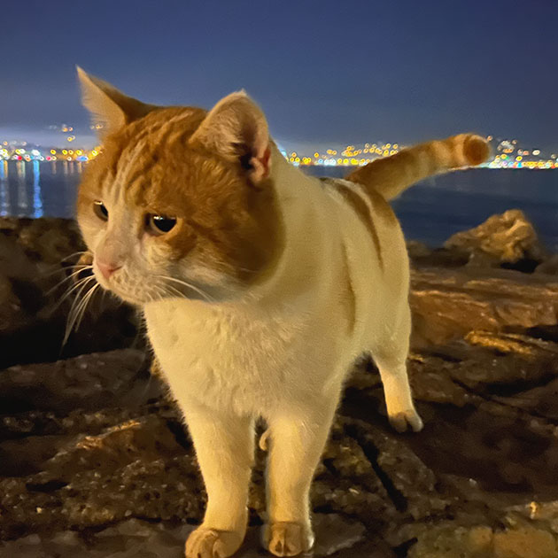 Кот позирует нам на фоне вечернего города