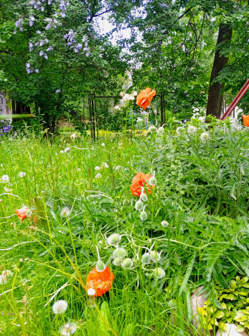 Соседям наш зеленый двор очень нравится, некоторые помогают деньгами на покупку цветов. В траве и на цветах живет и кормится множество насекомых, они привлекают певчих птиц