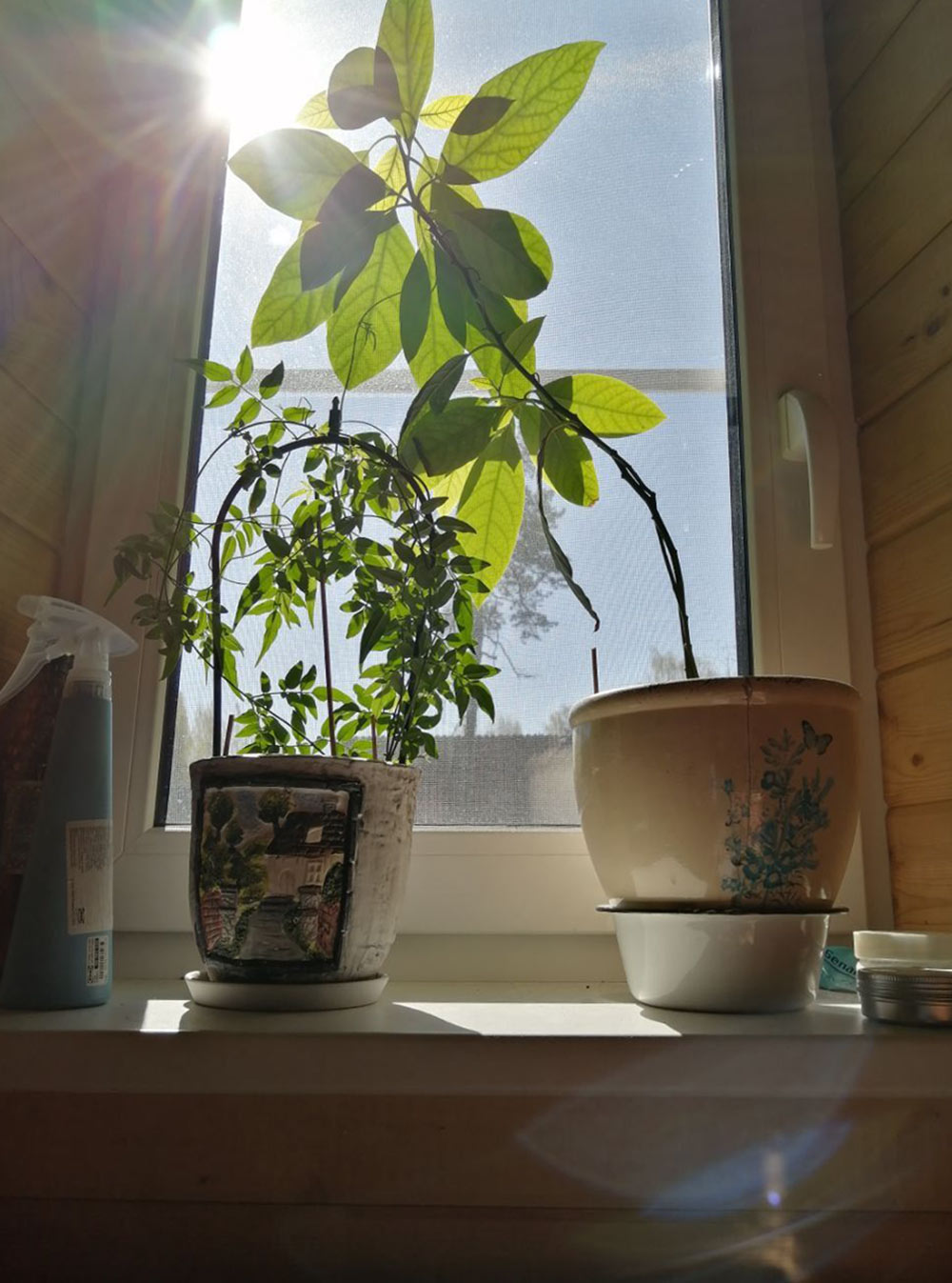 За окном поют птички, и солнце светит сквозь растущее на окне авокадо