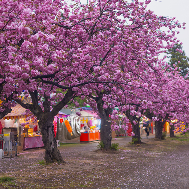 В Хиросаки обычно приезжают на цветение сакуры. Когда я там была, деревья в популярных туристических местах уже отцвели, но мне удалось найти вот такую красоту в парке!