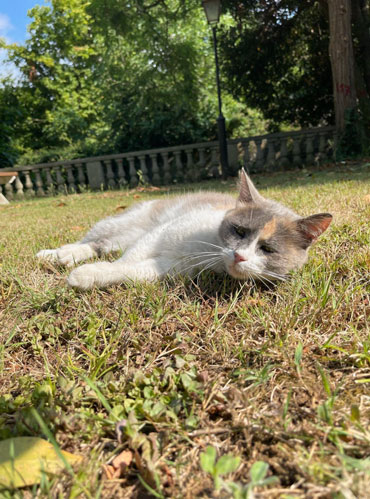 В саду совсем никого нет, ходят ленивые откормленные кошки, пахнет клевером и созревающим инжиром. Стамбульские кошки, конечно, живут свою лучшую жизнь
