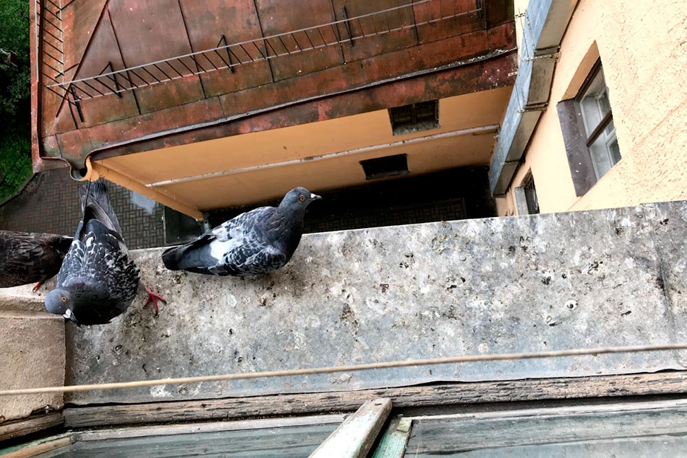 Голуби ходят по краю подоконника. Моя соседка Марина их кормит, поэтому они прилетают, как только видят, что кто⁠-⁠то есть на кухне