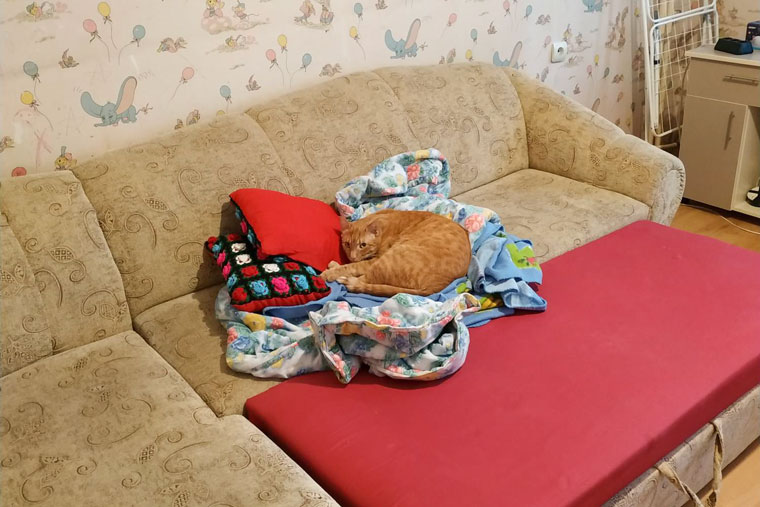 Кот уютно устроился рядом на диване