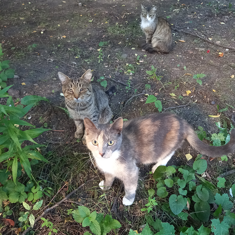 Отряд котов — они живут в подвале маминого дома