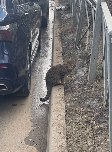 На улице встретили мартовского кота, который не испытывал дружелюбных чувств